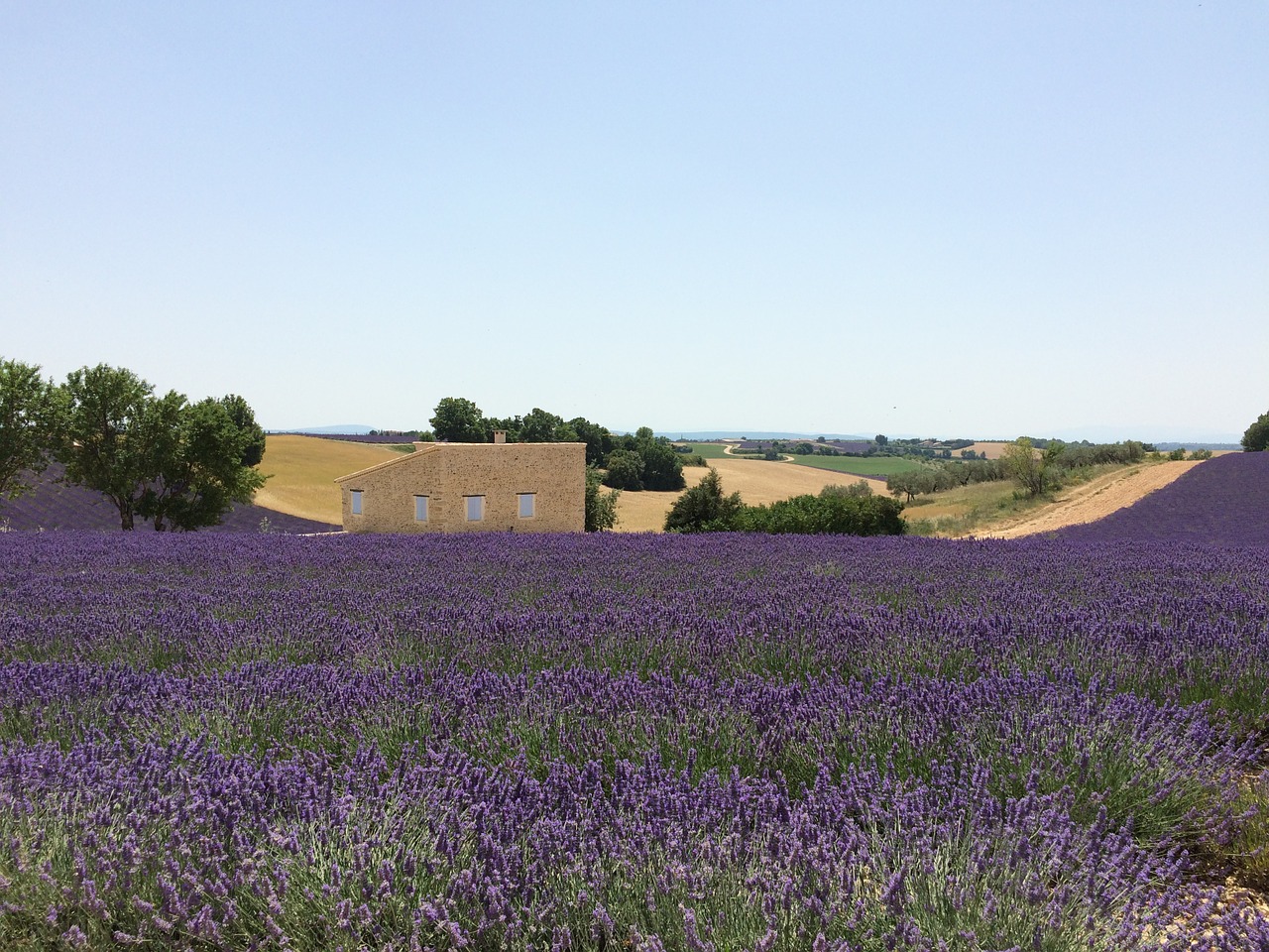 lavender fields nature free photo