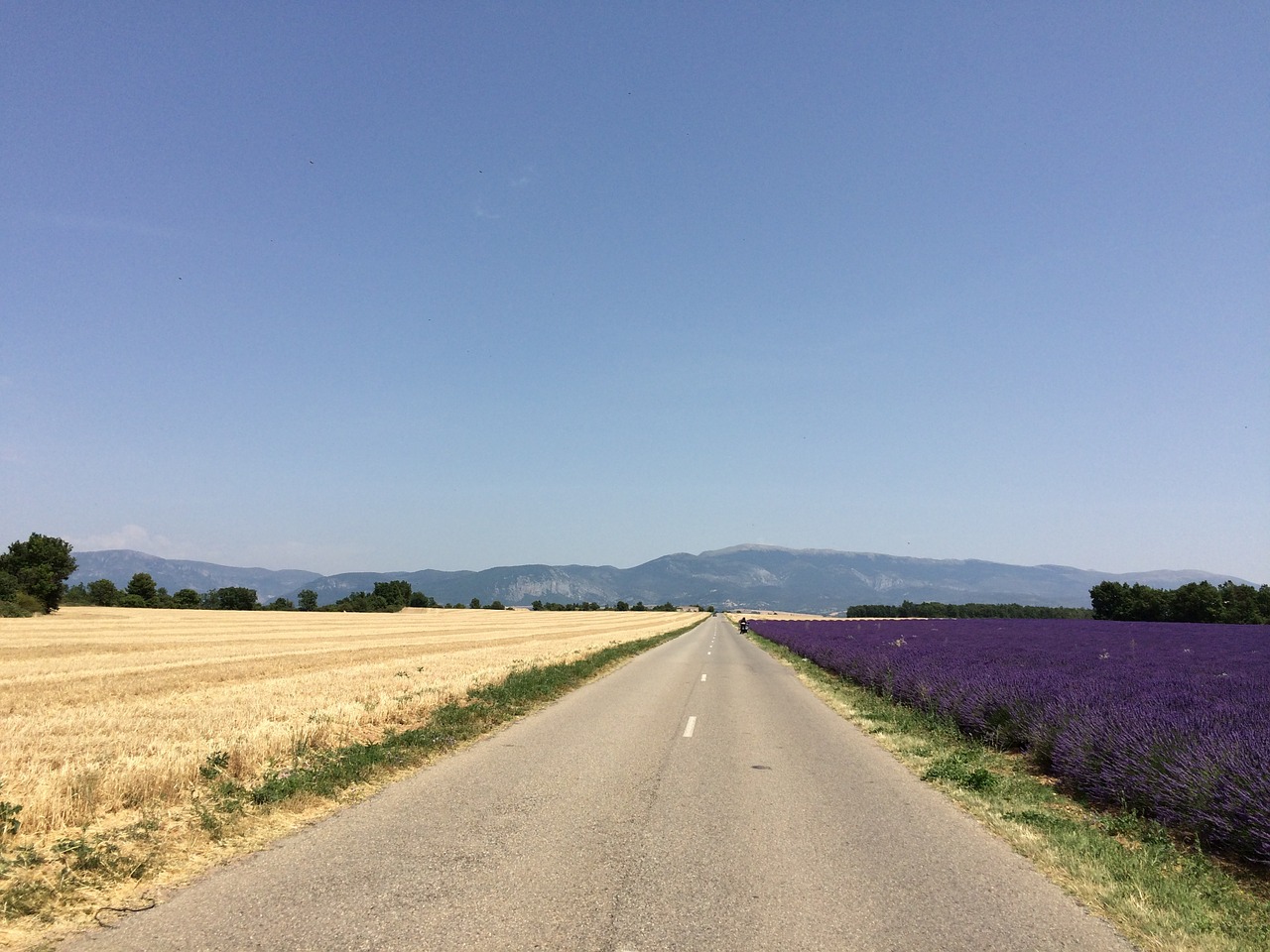 lavender wheat drive free photo