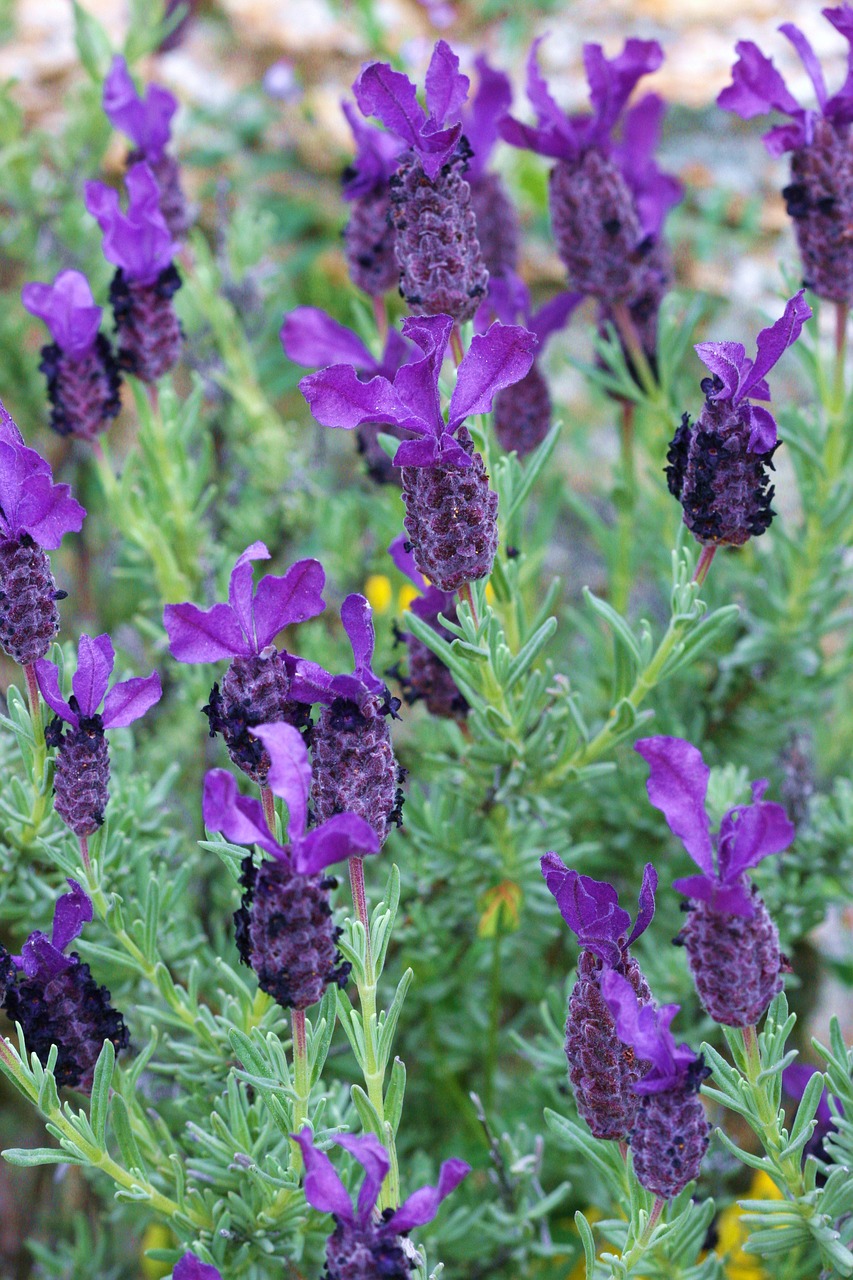 lavender flower nature free photo