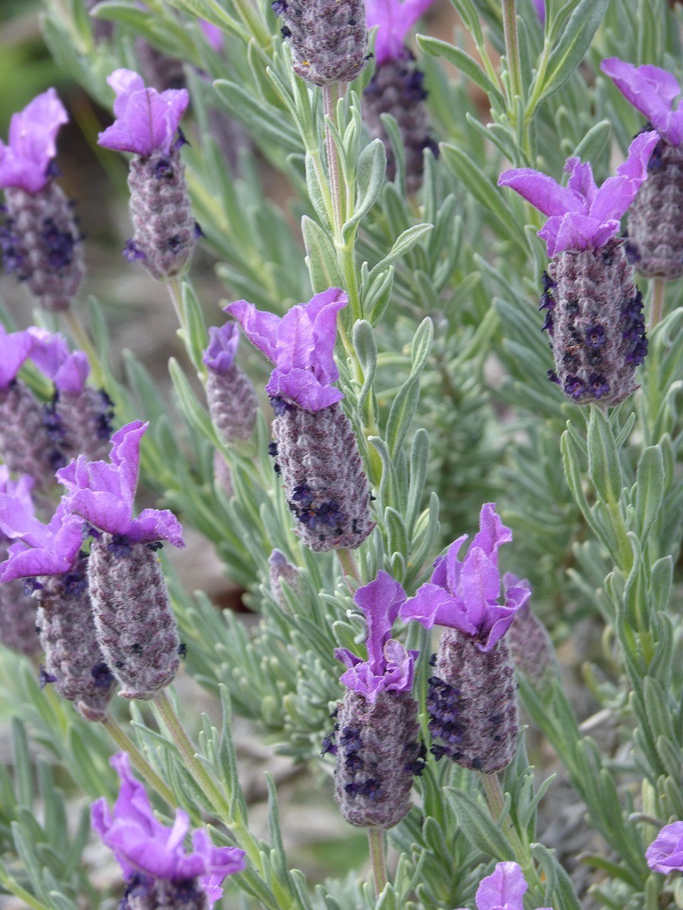 lavender lavandula officinalis aromatic plants free photo