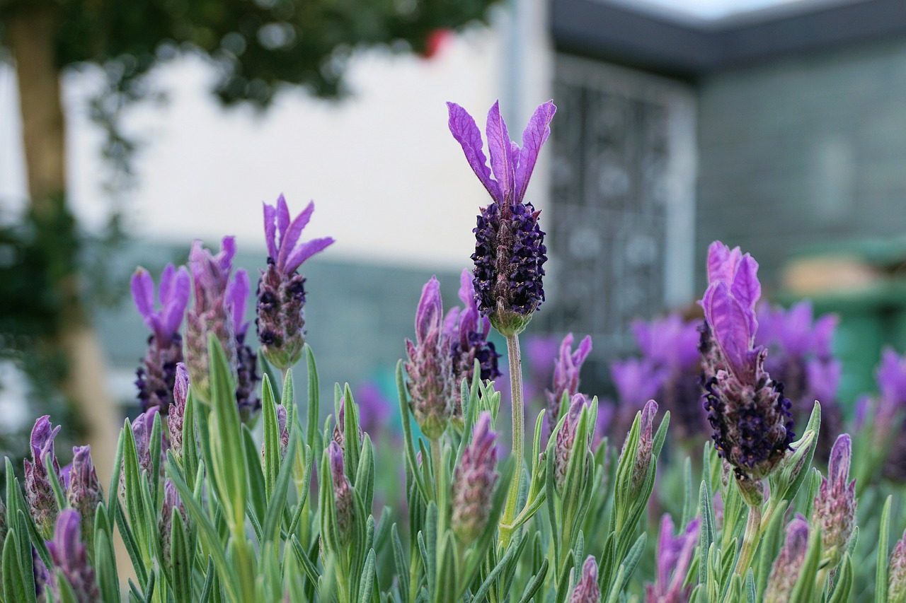 lavender flowers garden free photo