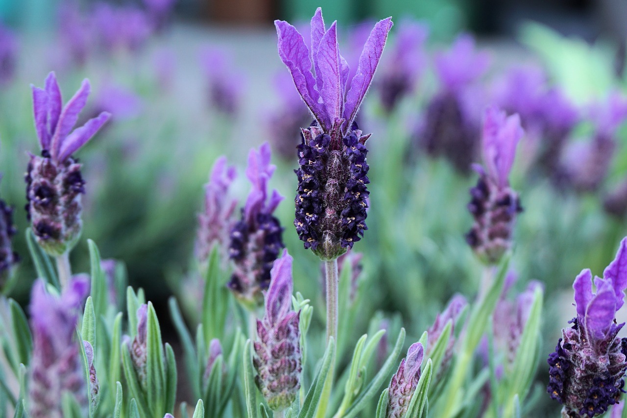 lavender flowers nature free photo