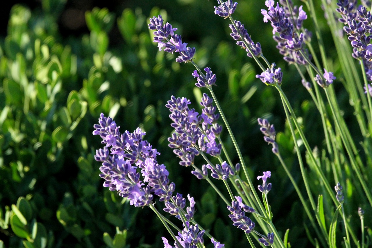 lavender sunset summer free photo