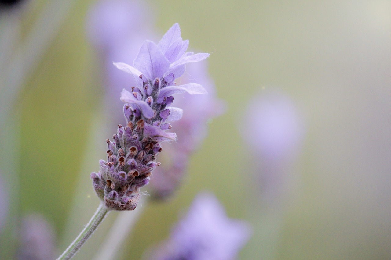 lavender flower soft free photo
