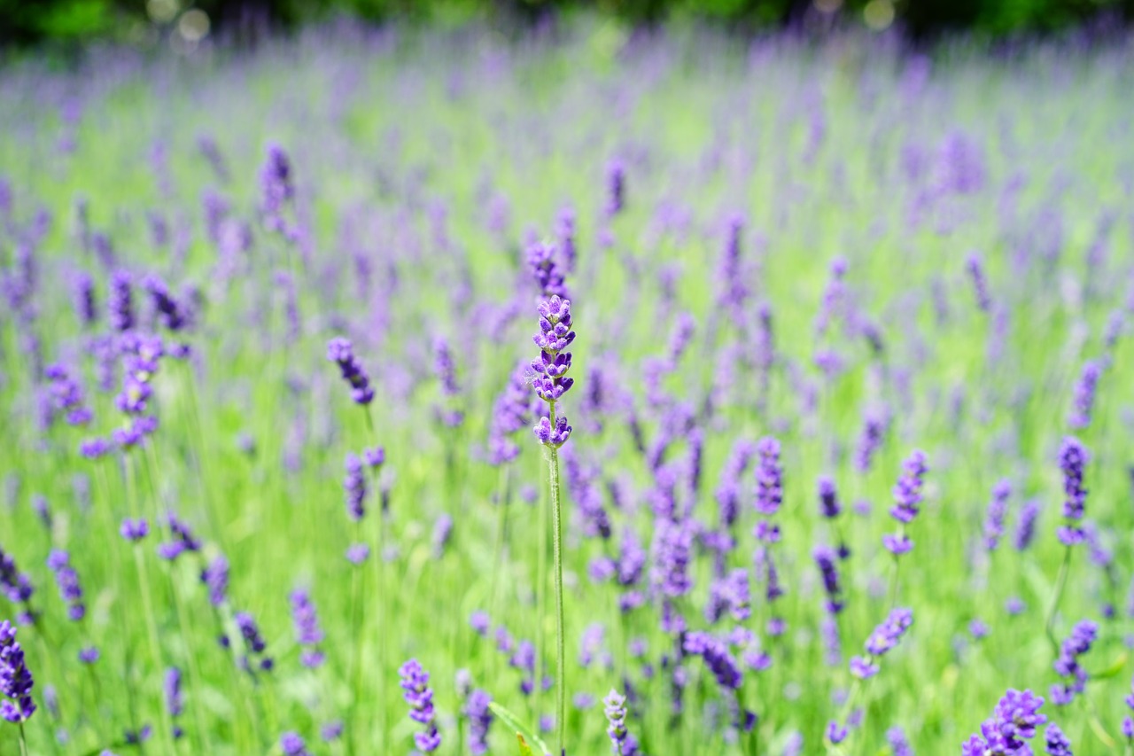 lavender lavender field flowers free photo