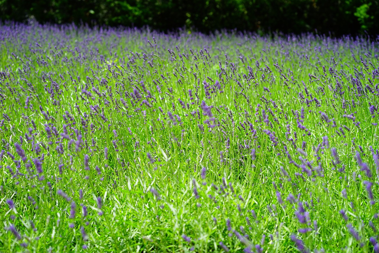 lavender lavender field flowers free photo
