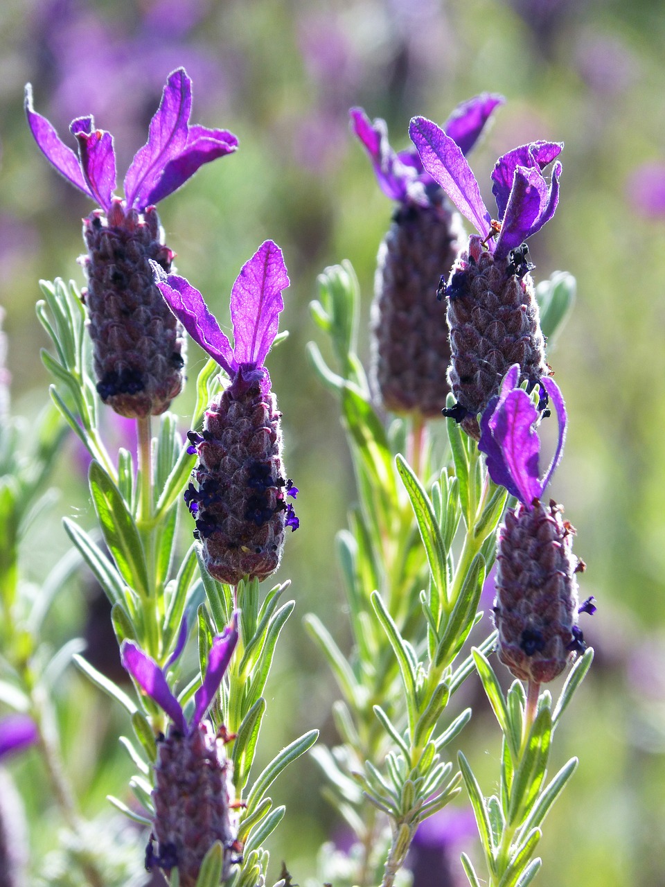 lavender lavender flower backlight free photo