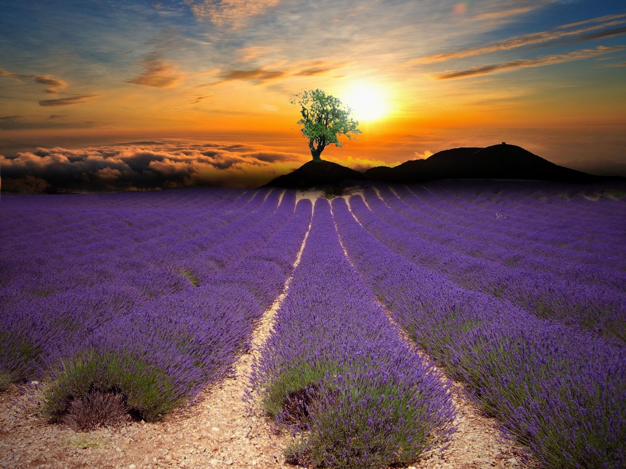 lavender tree plant free photo