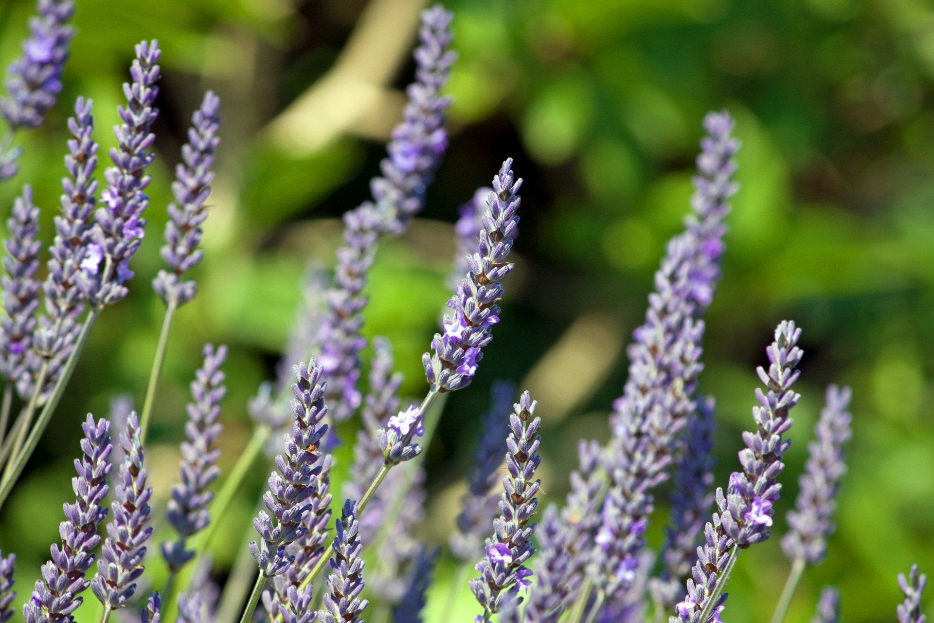 lavender flowers blooms free photo