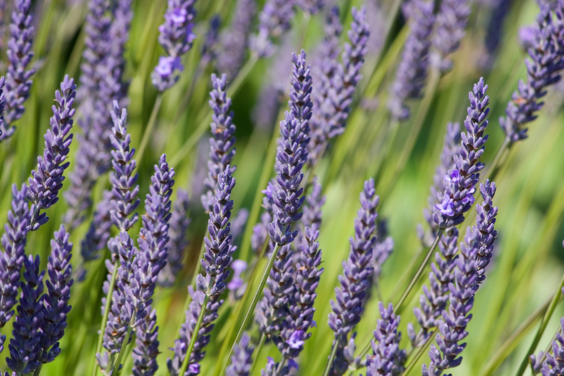 lavender flowers background free photo