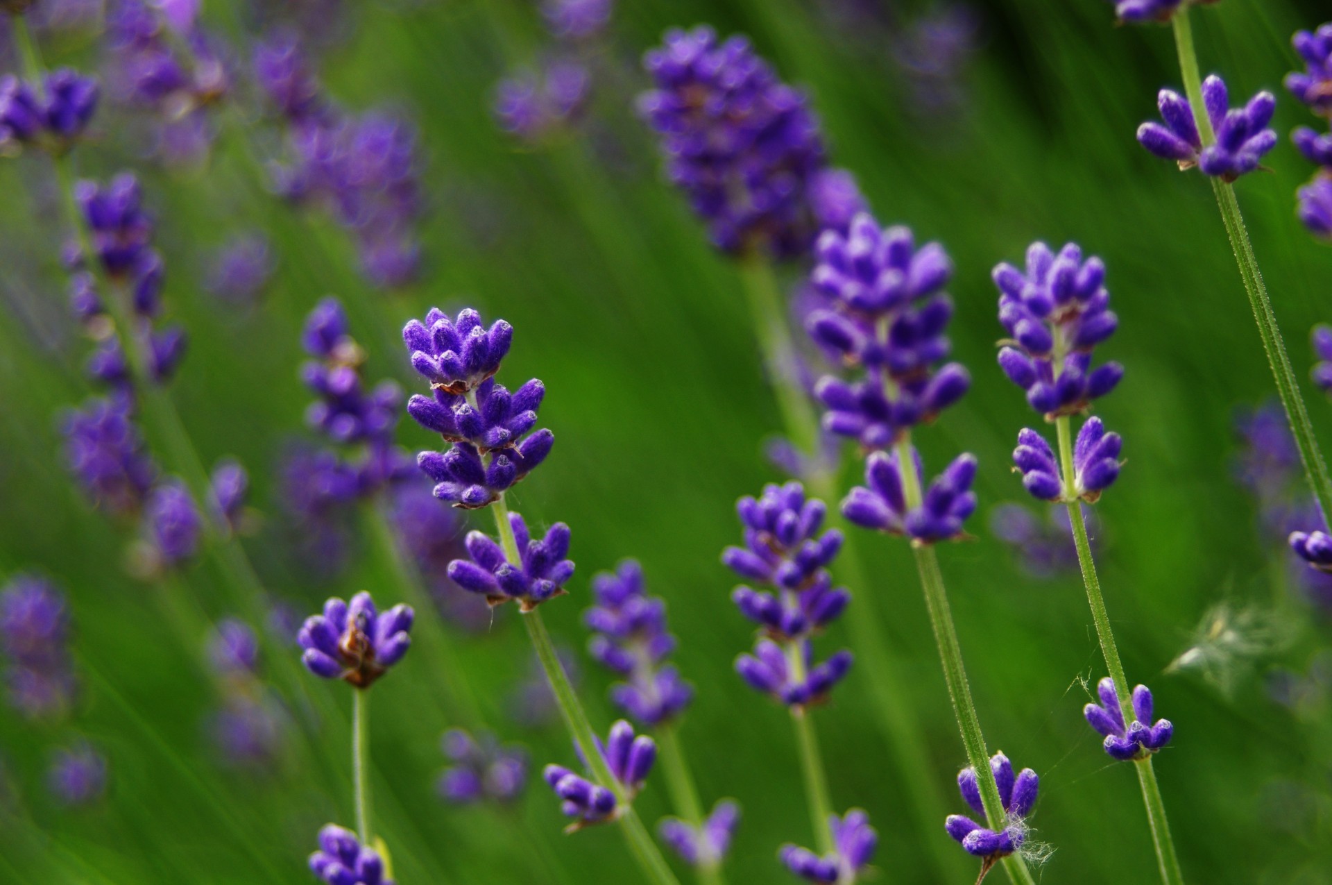 lavender flowers background free photo