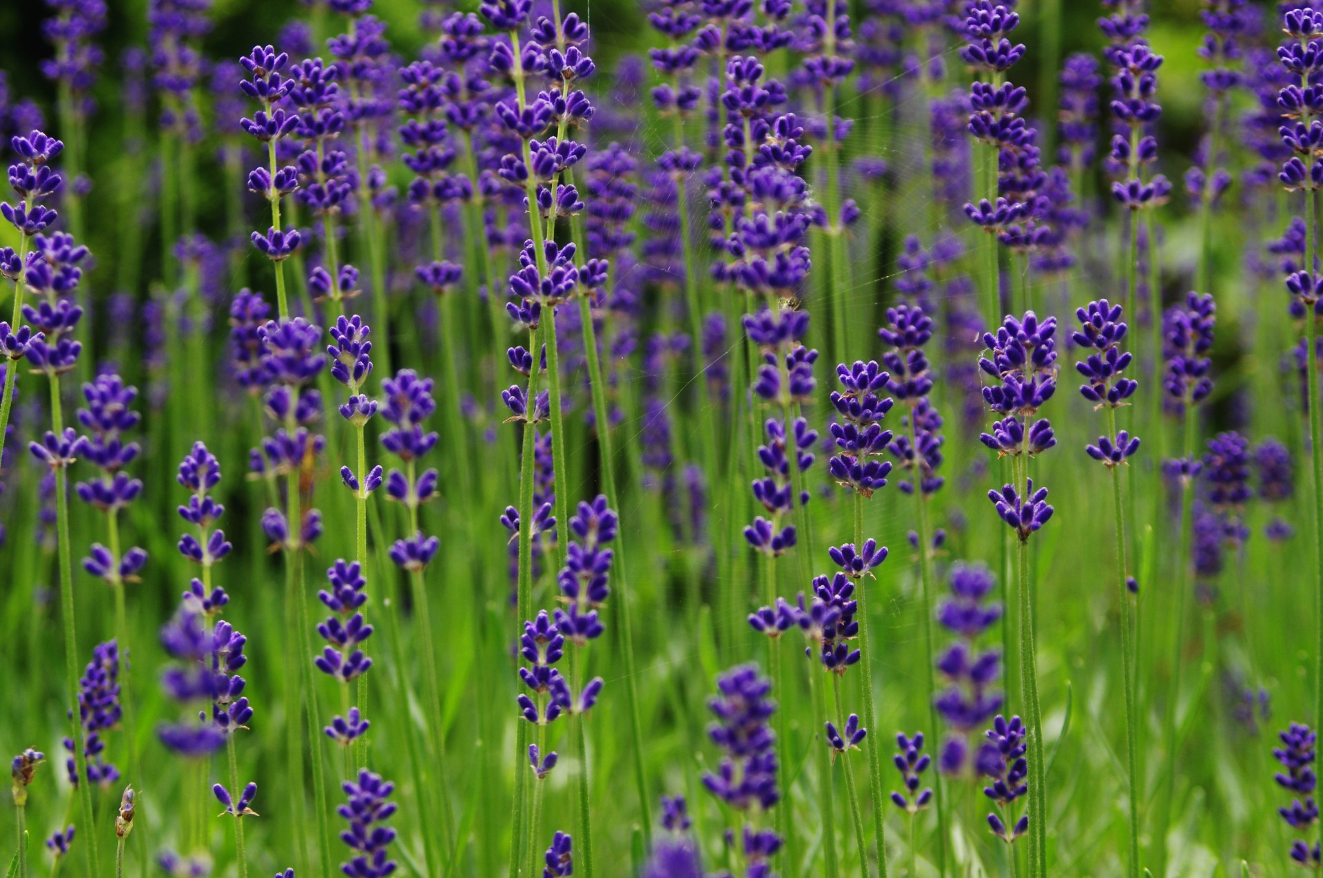 lavender field flowers free photo