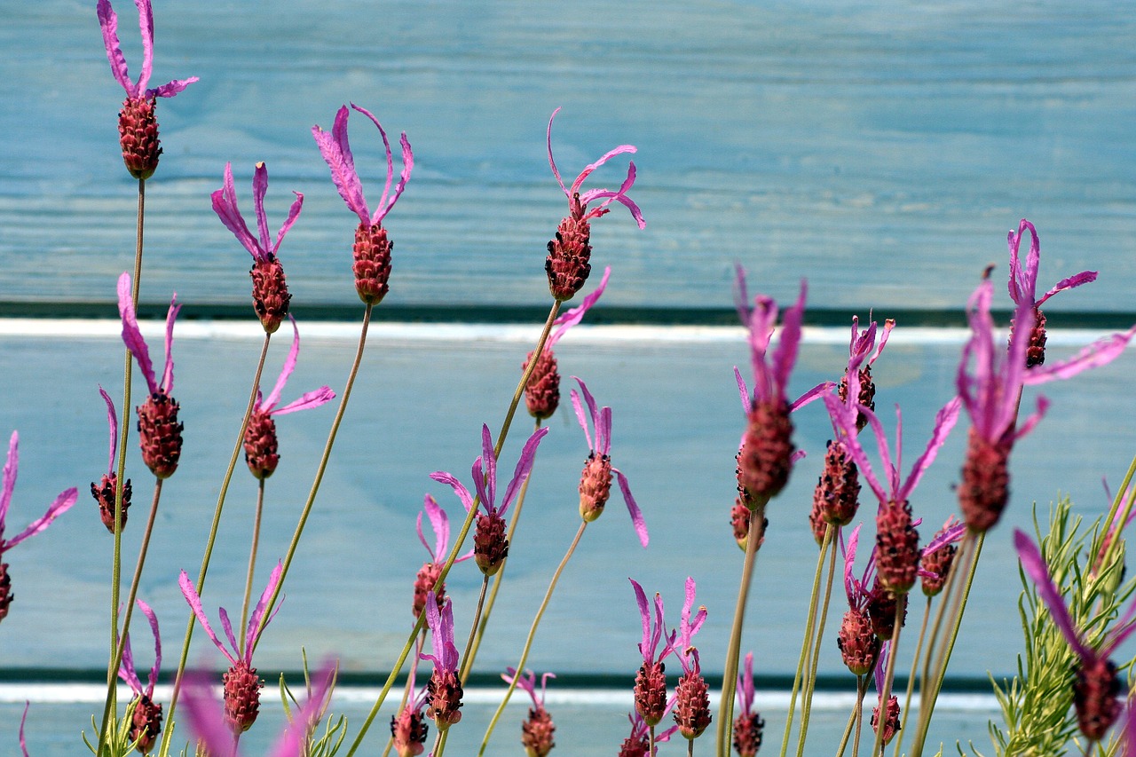 lavender flowers provence free photo