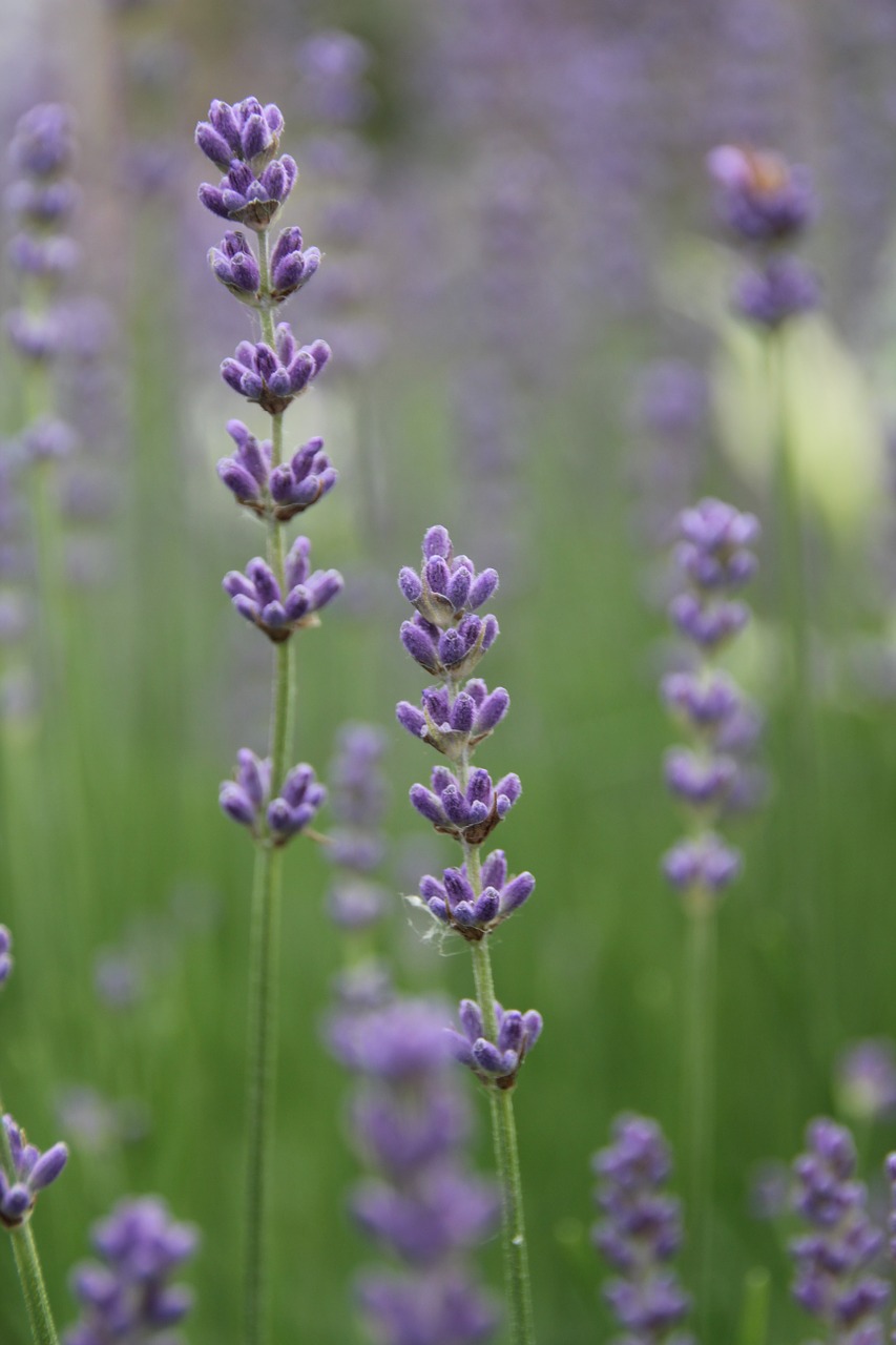 lavender summer meadow free photo