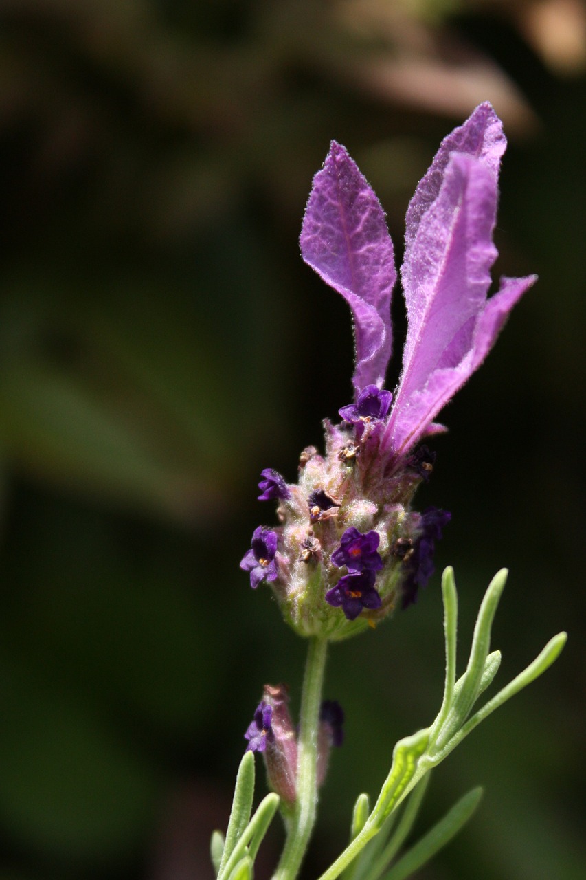 lavender purple flower lavender flower free photo