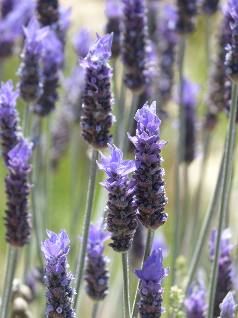 lavender espígol aromatic plants free photo