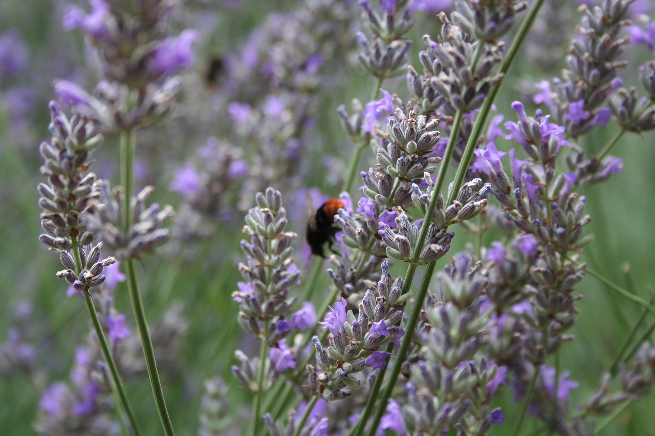 lavender insect fragrance free photo