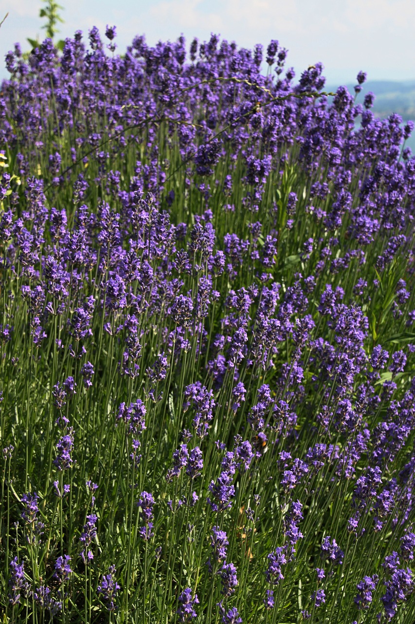lavender plant purple free photo