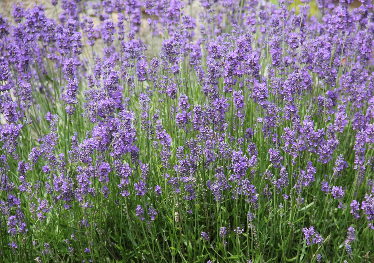 lavender violet lavender bedding free photo