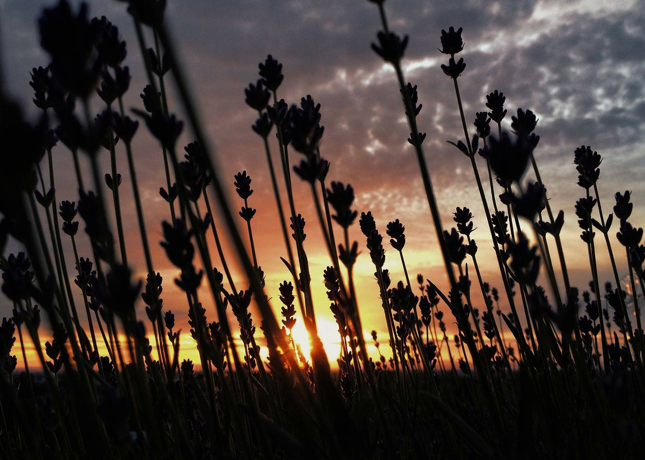 lavender evening sky horizon free photo