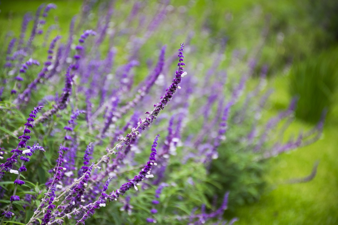 lavender flowers field free photo