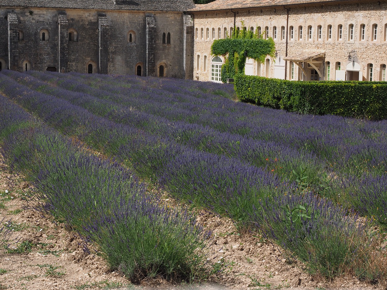 lavender flowers blue free photo