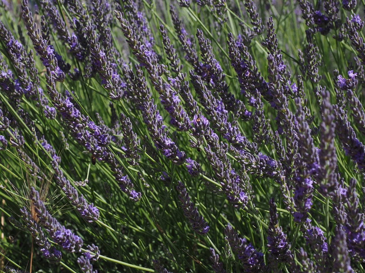lavender flowers blue free photo