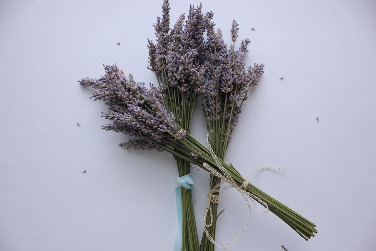 lavender plants herbs free photo