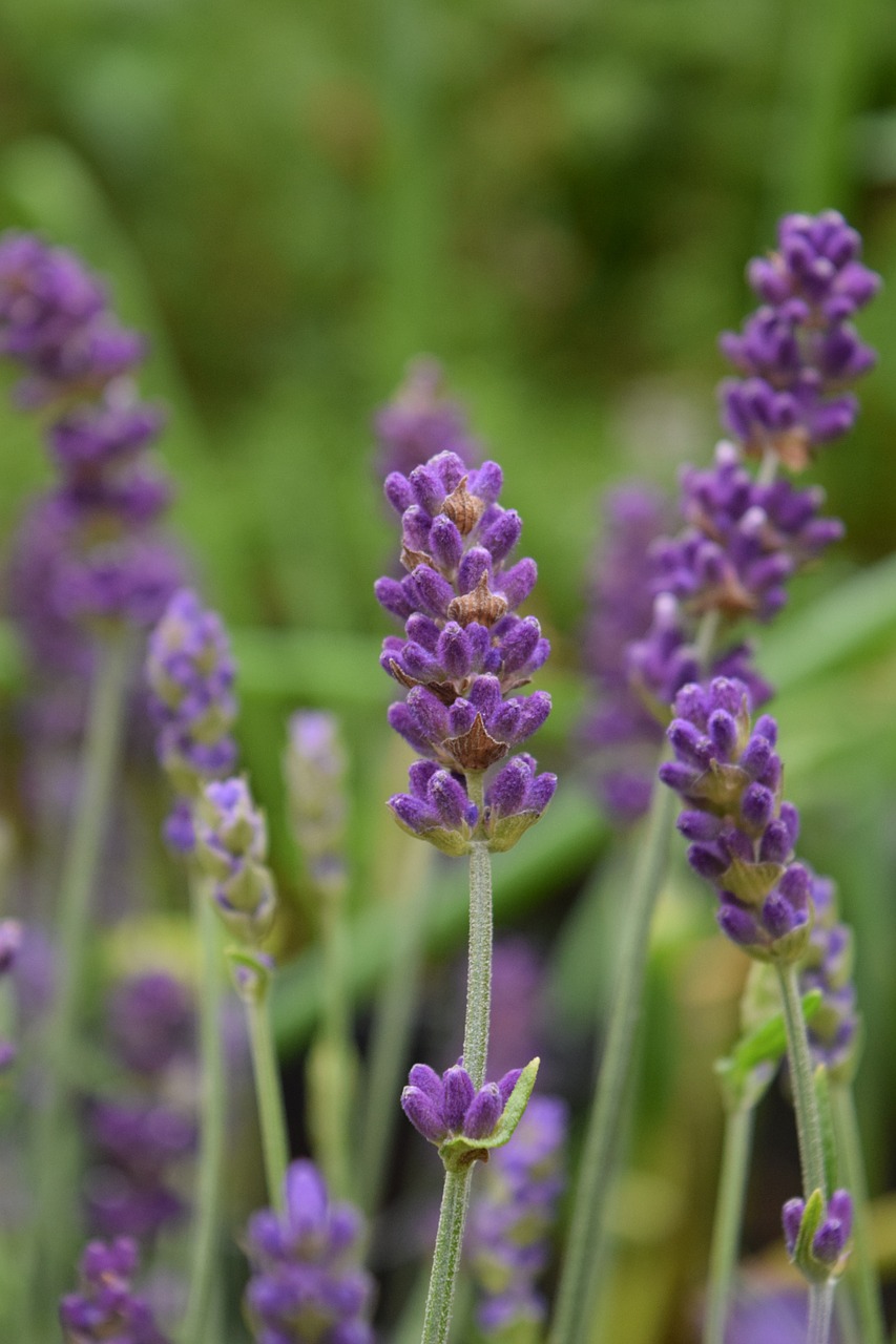 lavender blossom bloom free photo