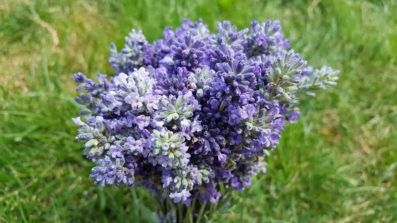 lavender lavender flowers lavandula angustifolia free photo