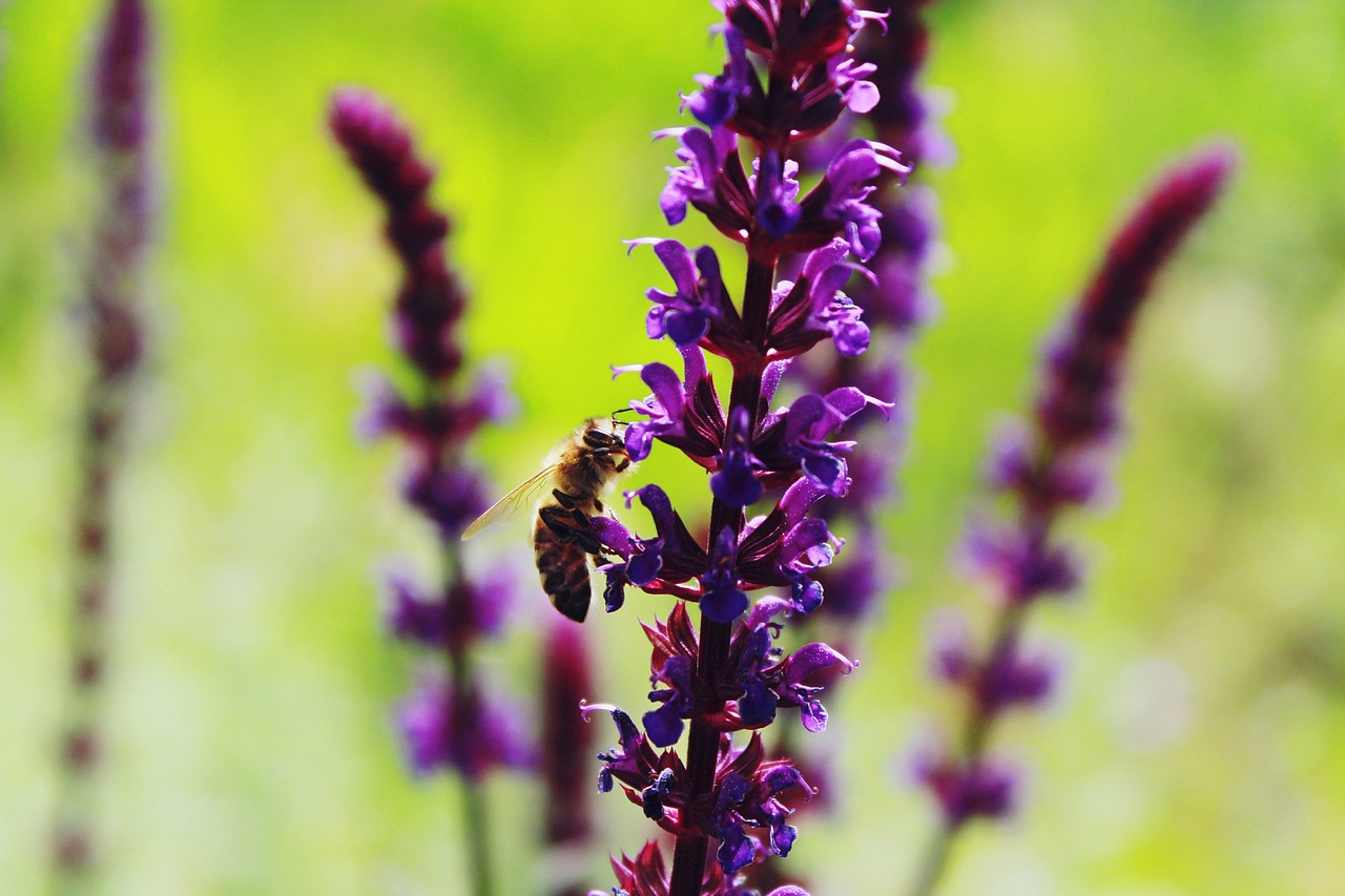 lavender bee insect free photo