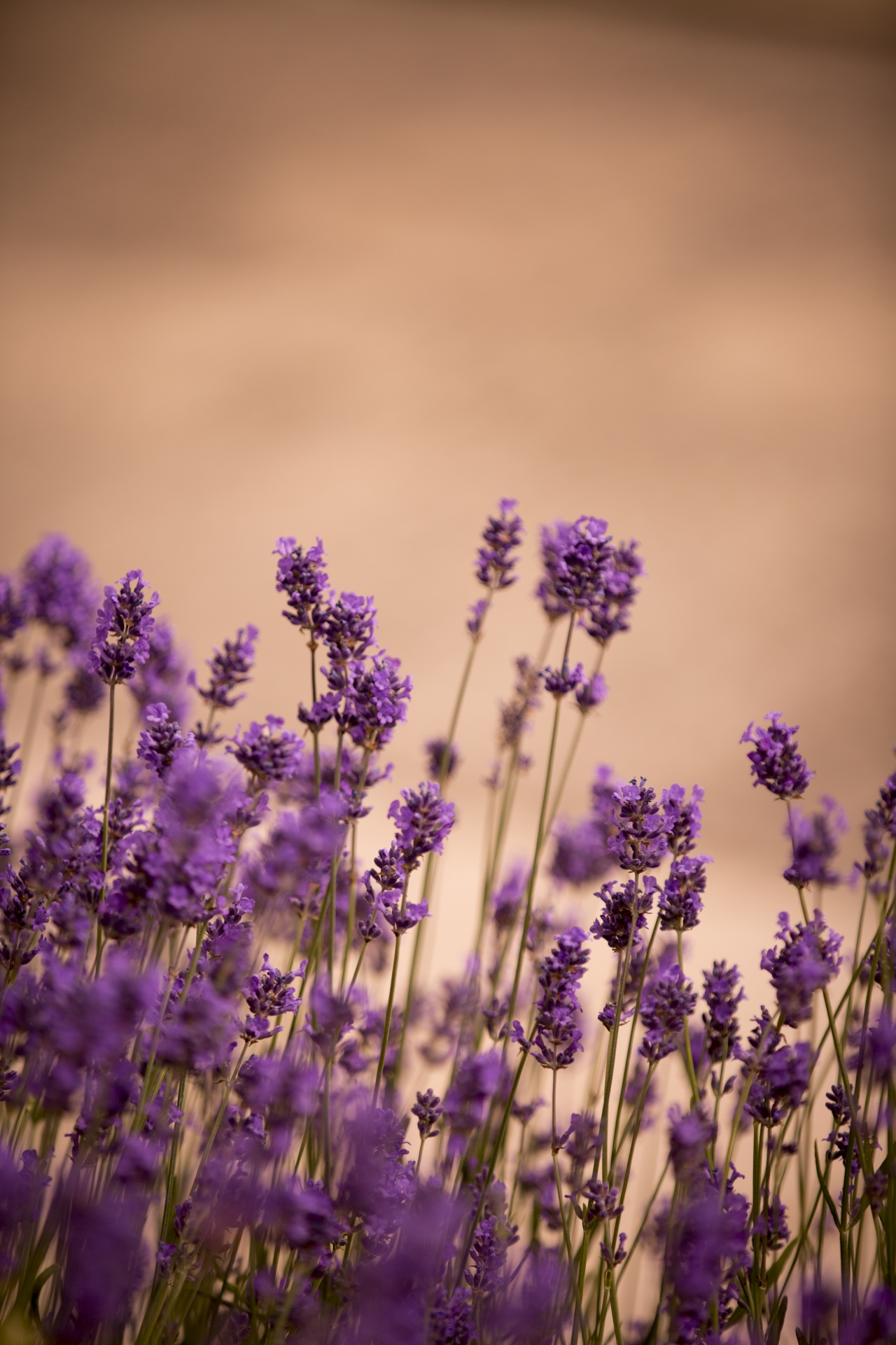 lavender flower flowers free photo