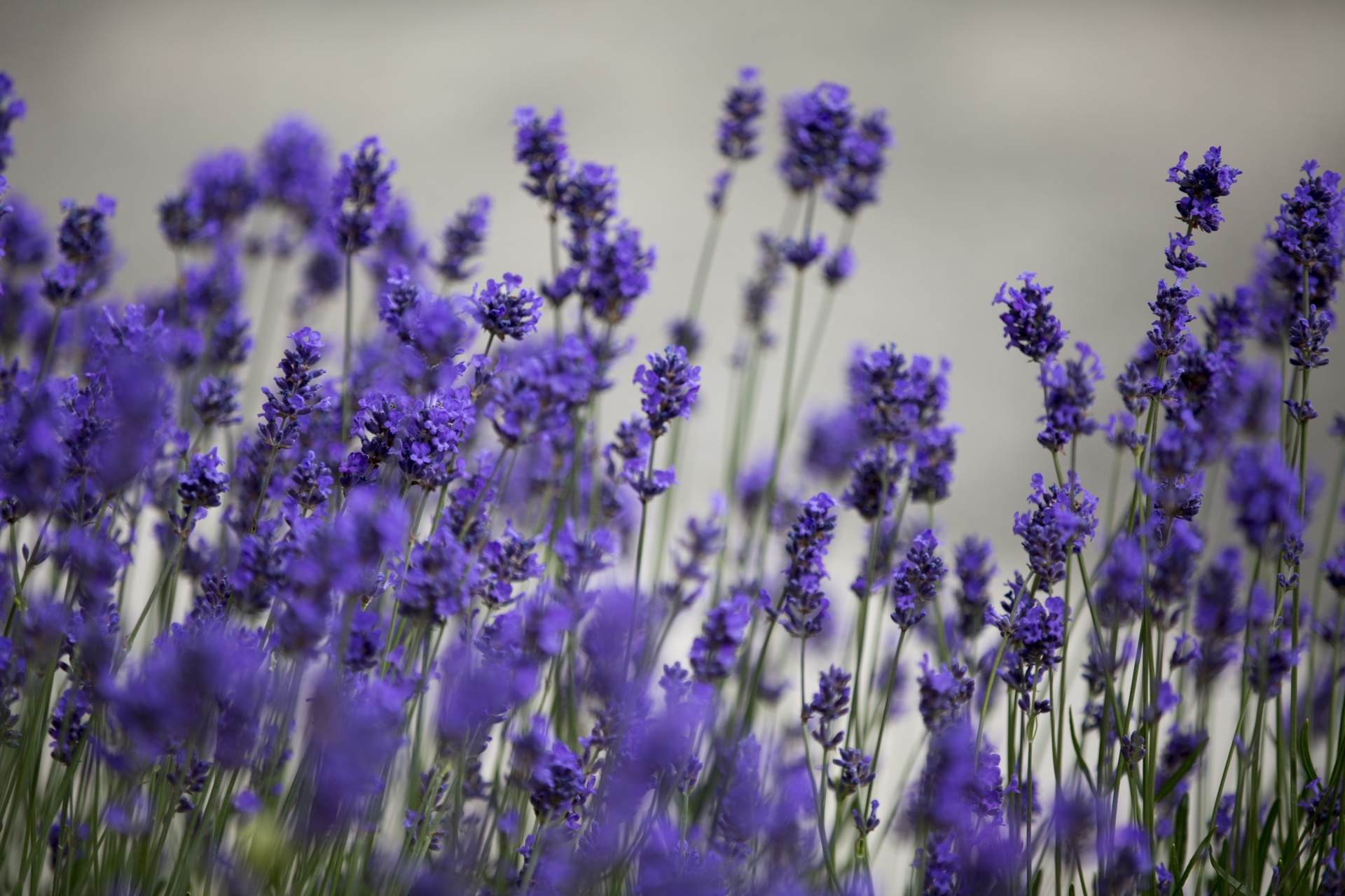 lavender flower flowers free photo