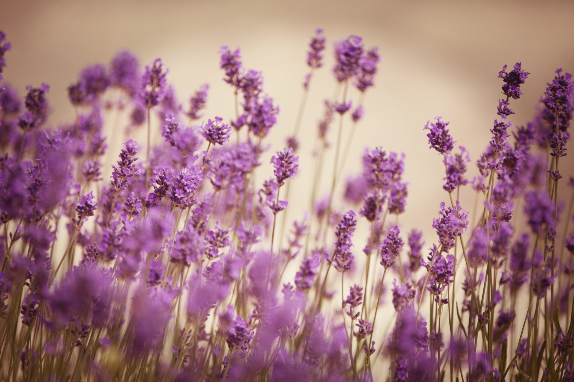 lavender flower flowers free photo