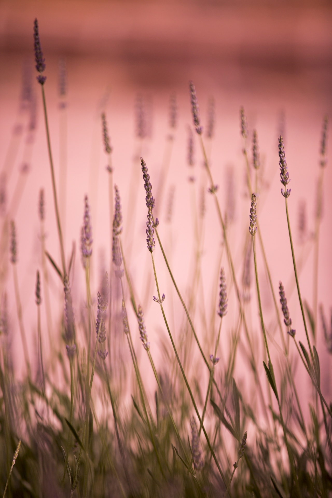 lavender flower flowers free photo