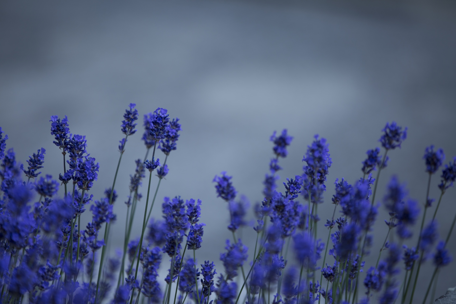 lavender flower flowers free photo