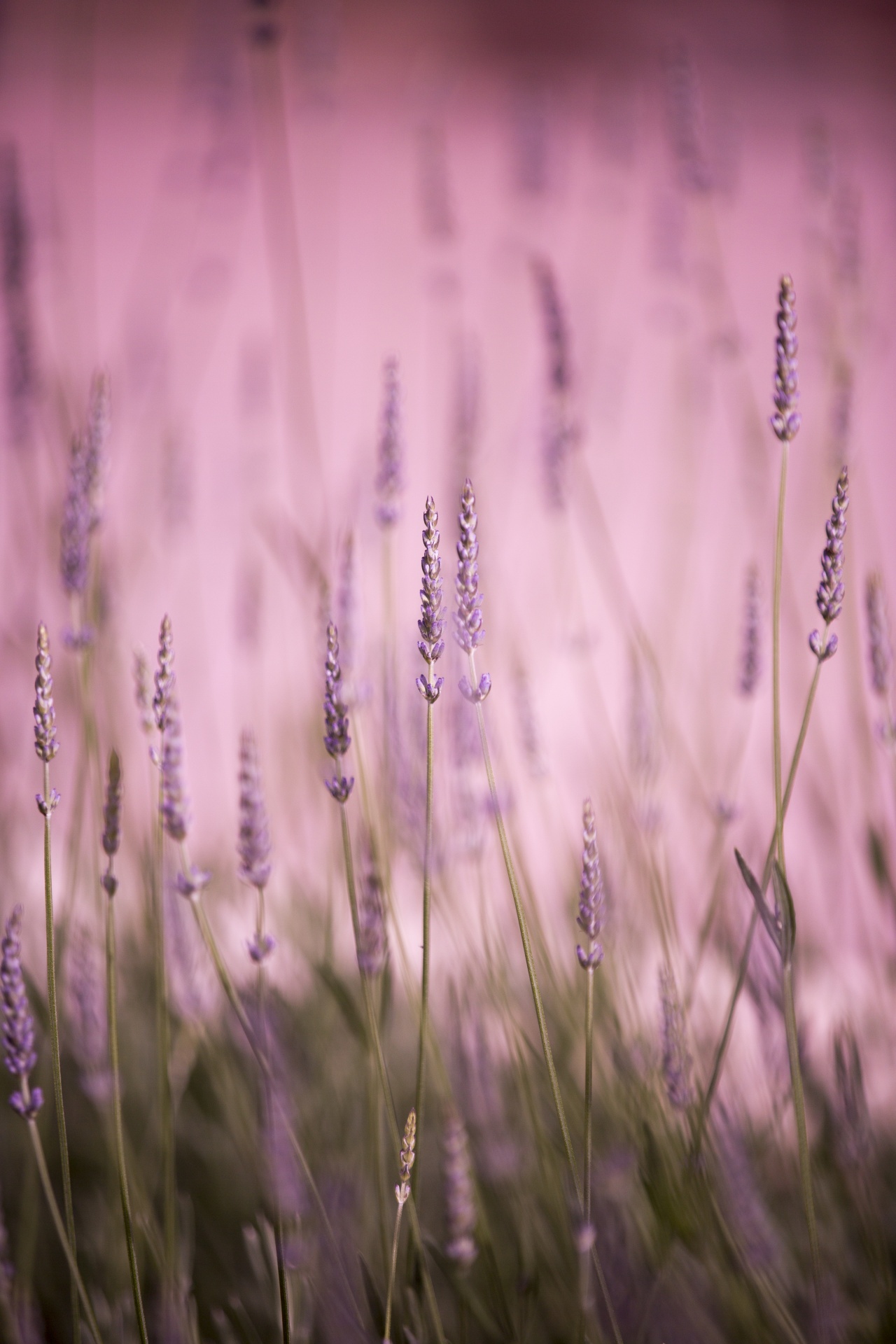 lavender flower flowers free photo