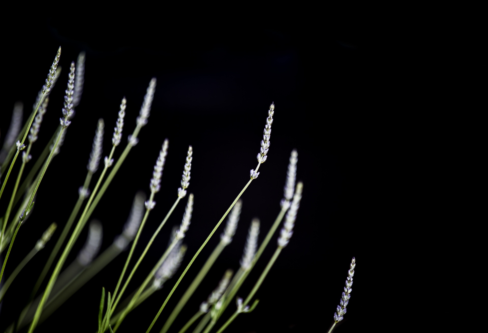 lavender flower flowers free photo