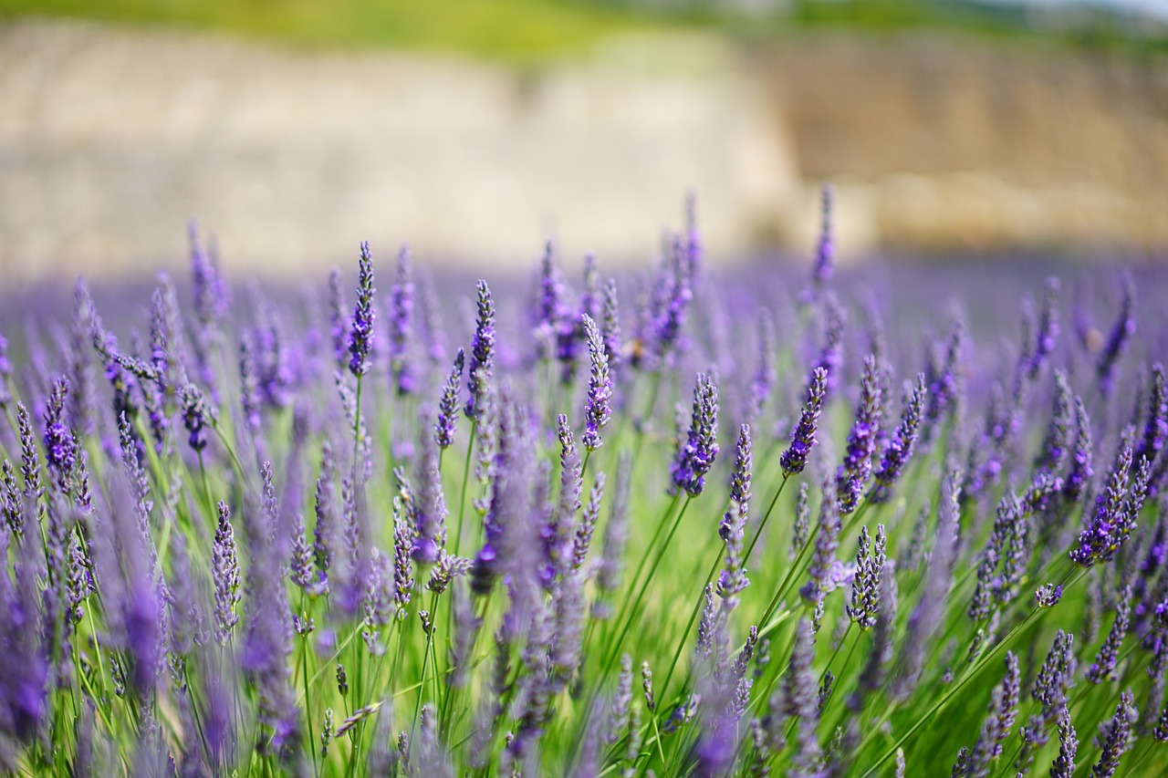 lavender flowers blue free photo