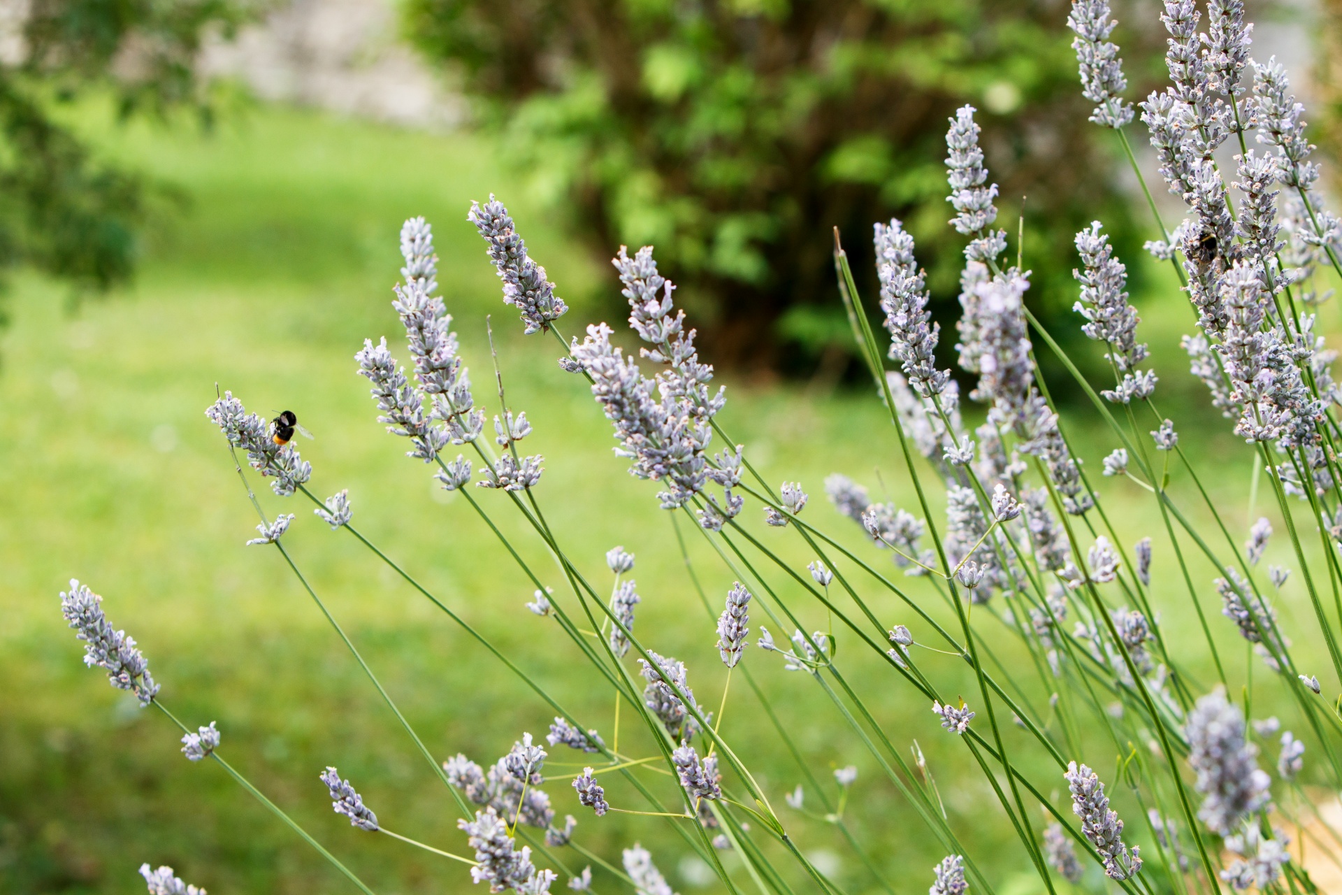 lavender english engish lavender free photo