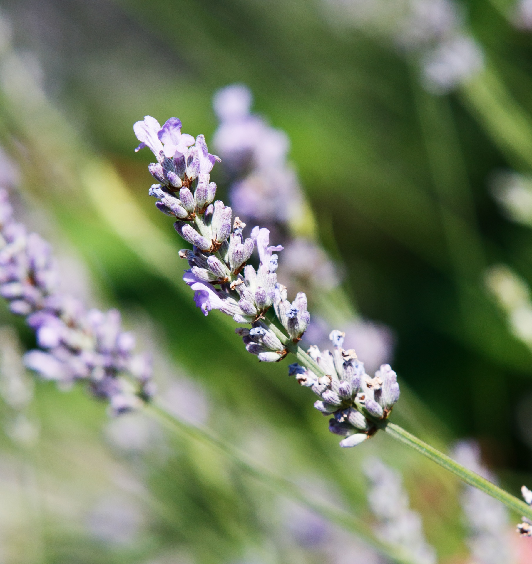 lavender blue english free photo