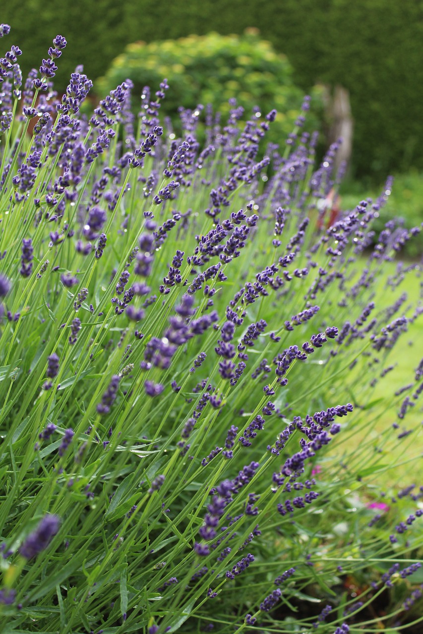 lavender flower blossom free photo