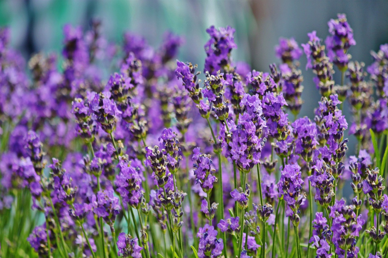 lavender lavender field blossom free photo