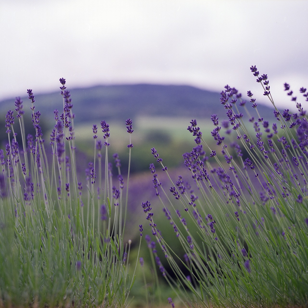 lavender nature summer free photo