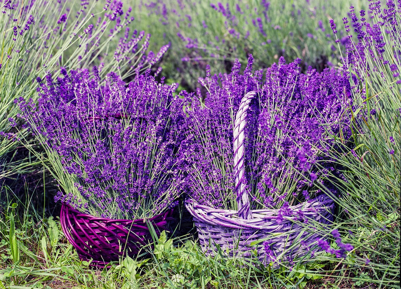 lavender basket nature free photo