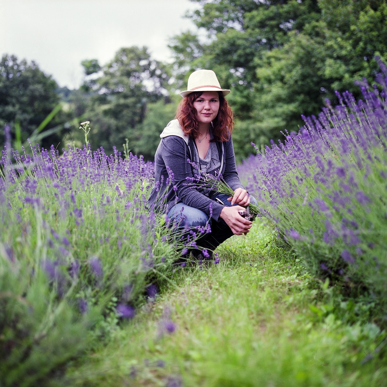 lavender picking girl free photo