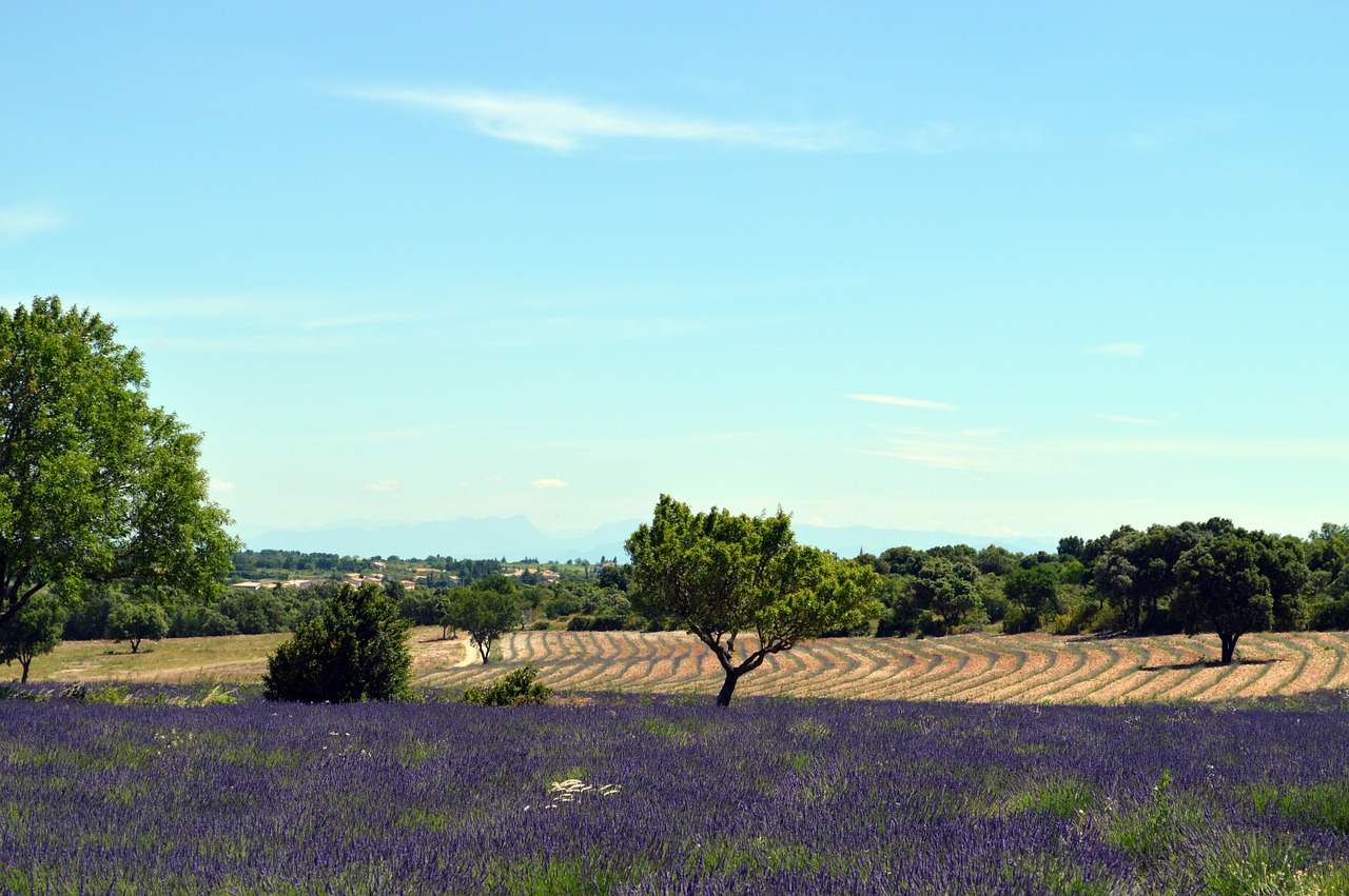 lavender provence france free photo