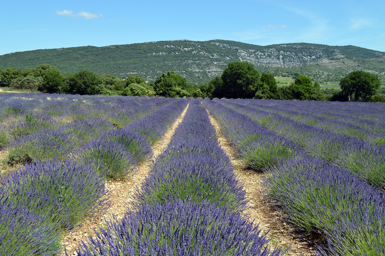 lavender landscape france free photo