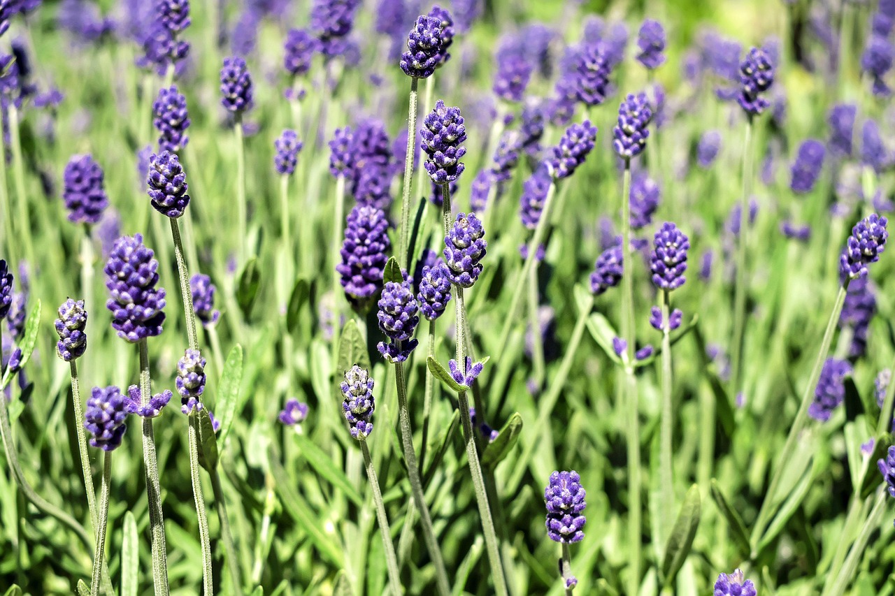 lavender flowers bloom free photo