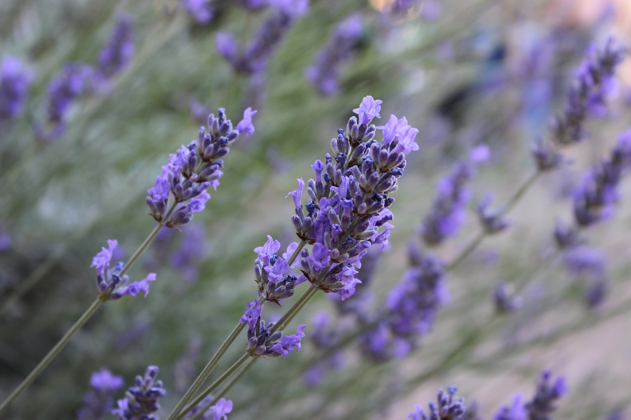 lavender flower violet free photo